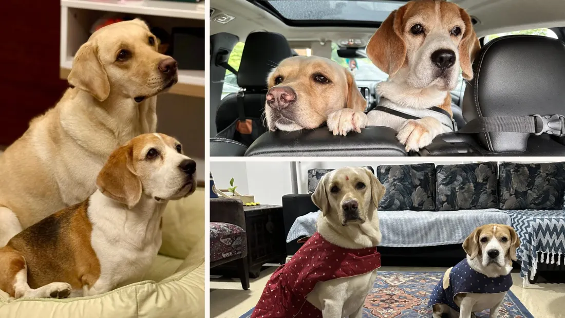 Named after two real dogs: the story behind Maggie