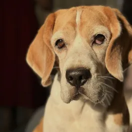 Leo, a Beagle, in close-up