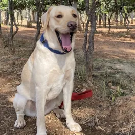 Maggie, a yellow Labrador, sitting outdoors